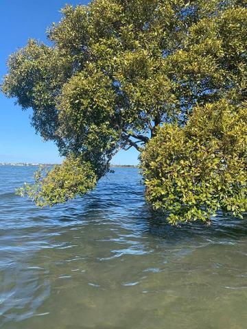 coastal history through the mangroves