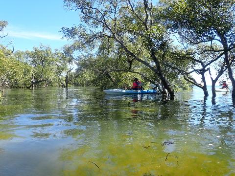 Wellington_Point_Mangroves_Kayak